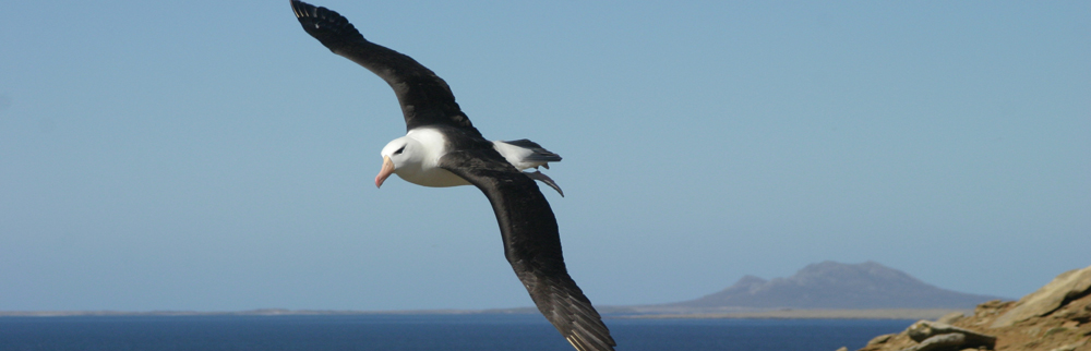 BLACK-BROWED ALBATROSS Diomedea melanophris